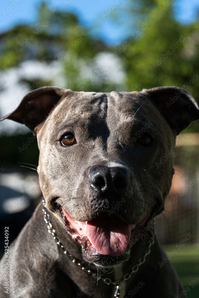 Blue nose Pit bull dog playing in the green grassy field. Sunny day. Dog having fun, running and playing ball. Selective focus Blue nose Pit bull dog playing in the green grassy field. Sunny day. Dog having fun, running and playing ball. Selective focus