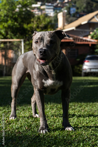 Blue nose Pit bull dog playing in the green grassy field. Sunny day. Dog having fun  running and playing ball. Selective focus