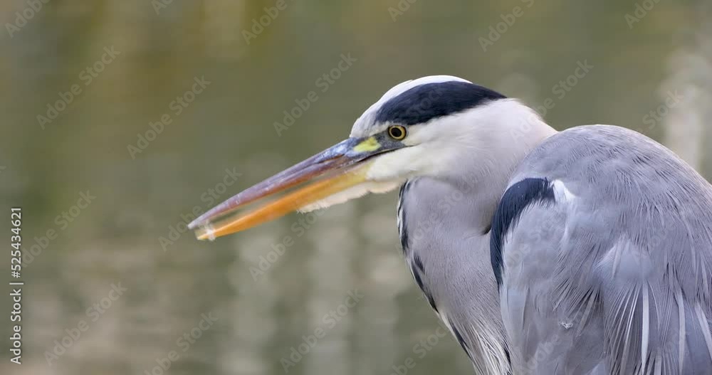 Close-up of a heron standing in a river Close-up of a heron standing in a river