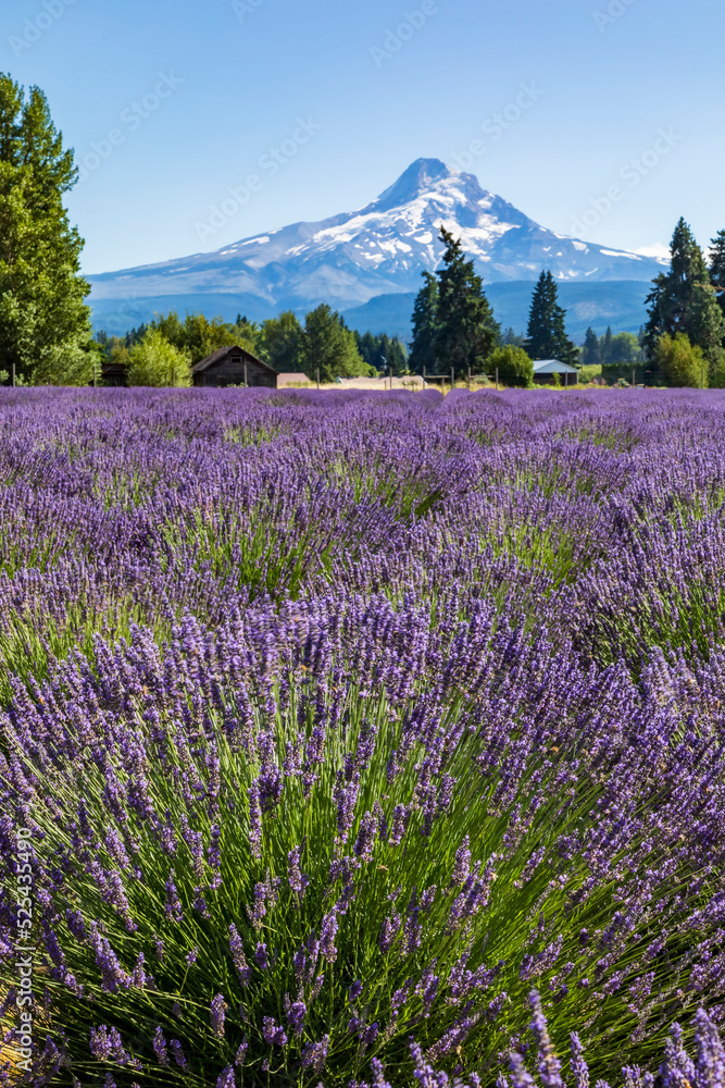 Obraz premium majestic Mt. Hood on the background of a lavender field during a clear summer sky in Oregon.