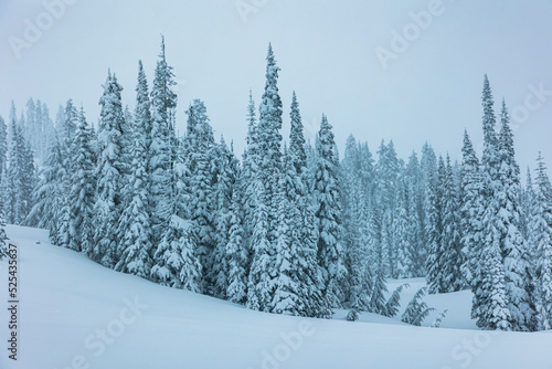 snow covered ever green trees in Washington State .