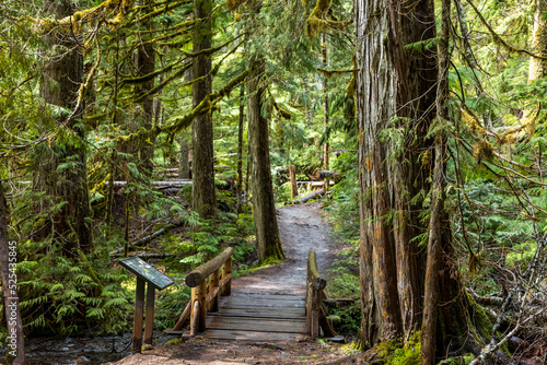 towering trees in a lush green rain forest in the Pacific Northwest in Washington State