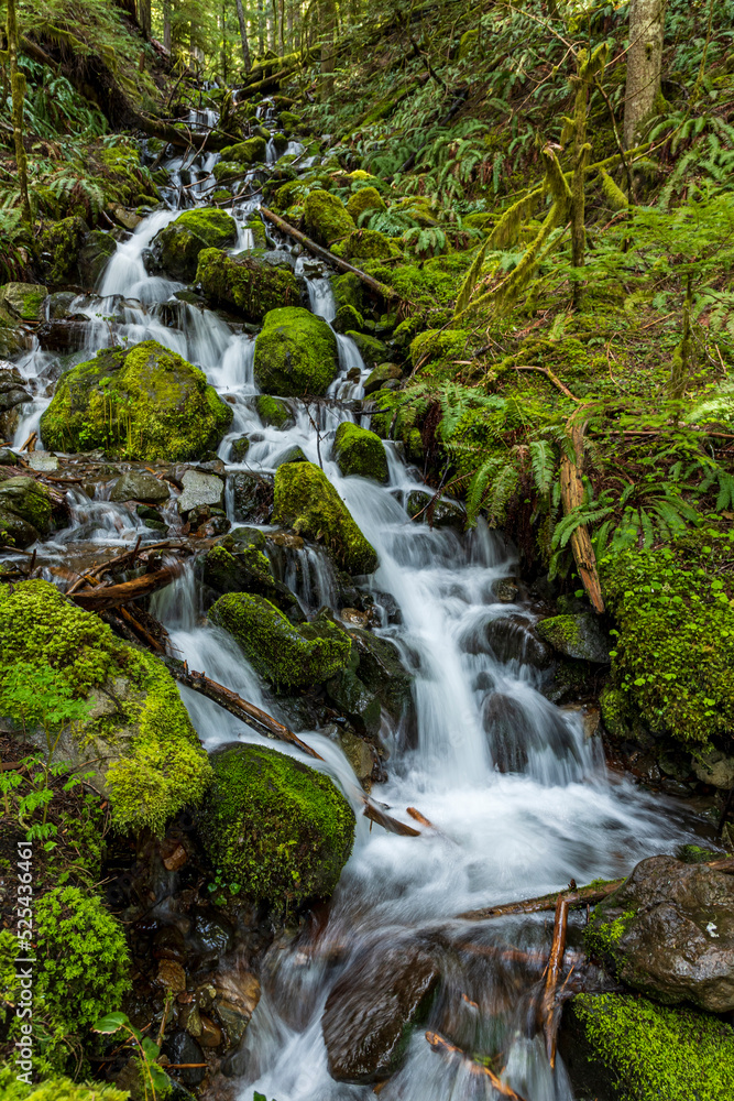 clear cascading waters in the lush green forest on the lower part of Mt. Rainier National park in Washington State.