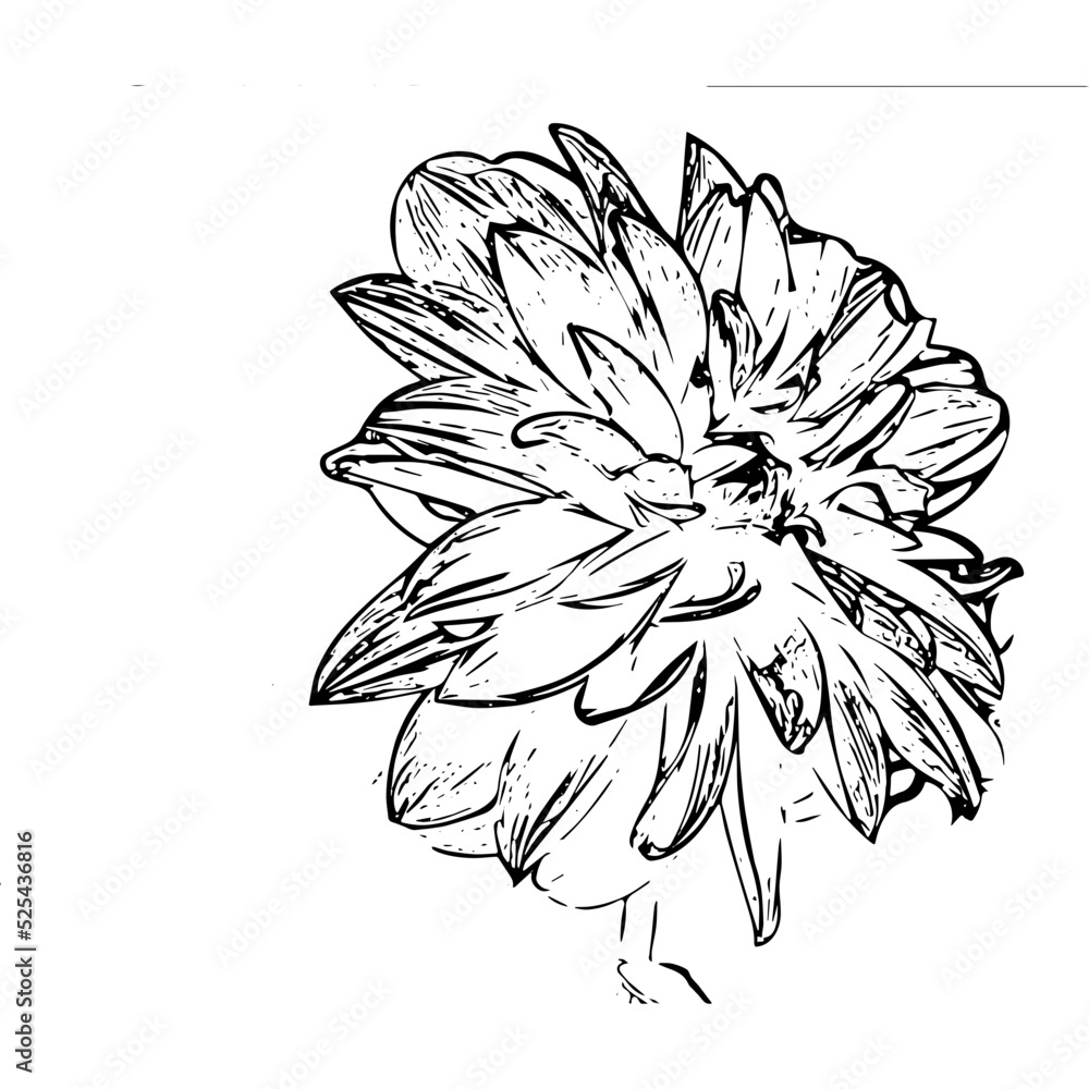 hand drawn xenia flower