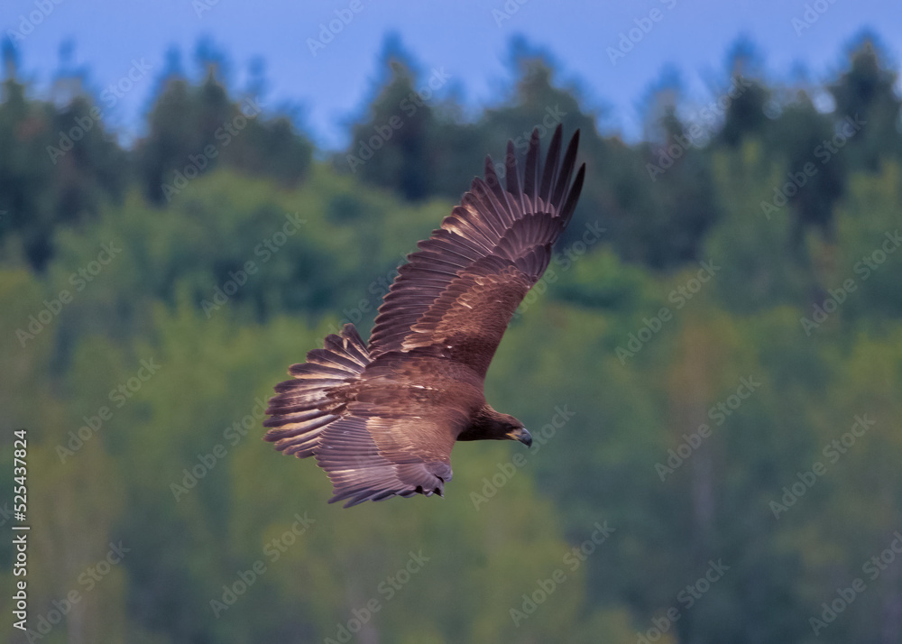juvenile bald eagle hunting in flight juvenile bald eagle hunting in flight