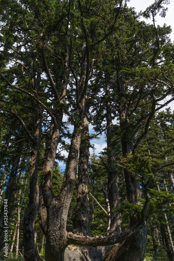 Fototapeta premium Cape Meares Lighthouse Octopus Tree State Park , in Tillamook County, Oregon