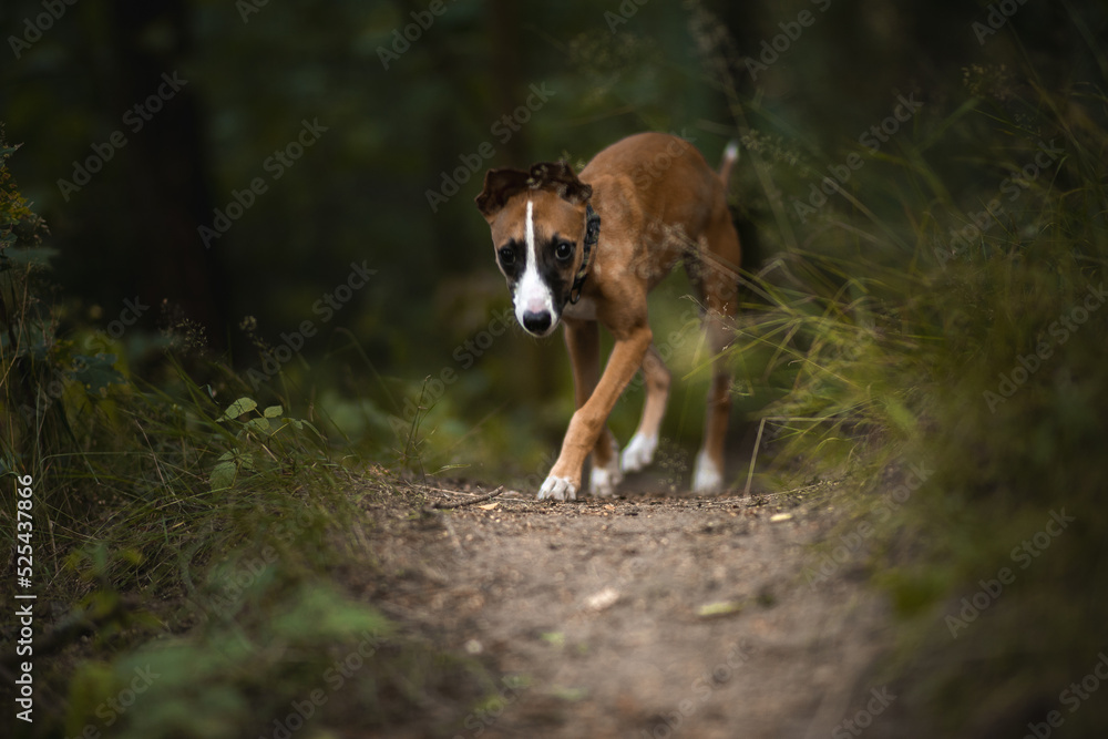 Szczeniak whippet o jasnym umaszczeniu biegnie w wysokiej trawie