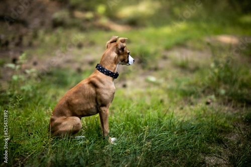 Umięśniony fit pies siedzi na zielonej trawie