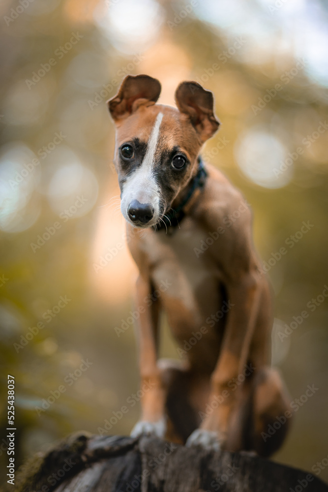 Szczeniak whippet o jasnym umaszczeniu