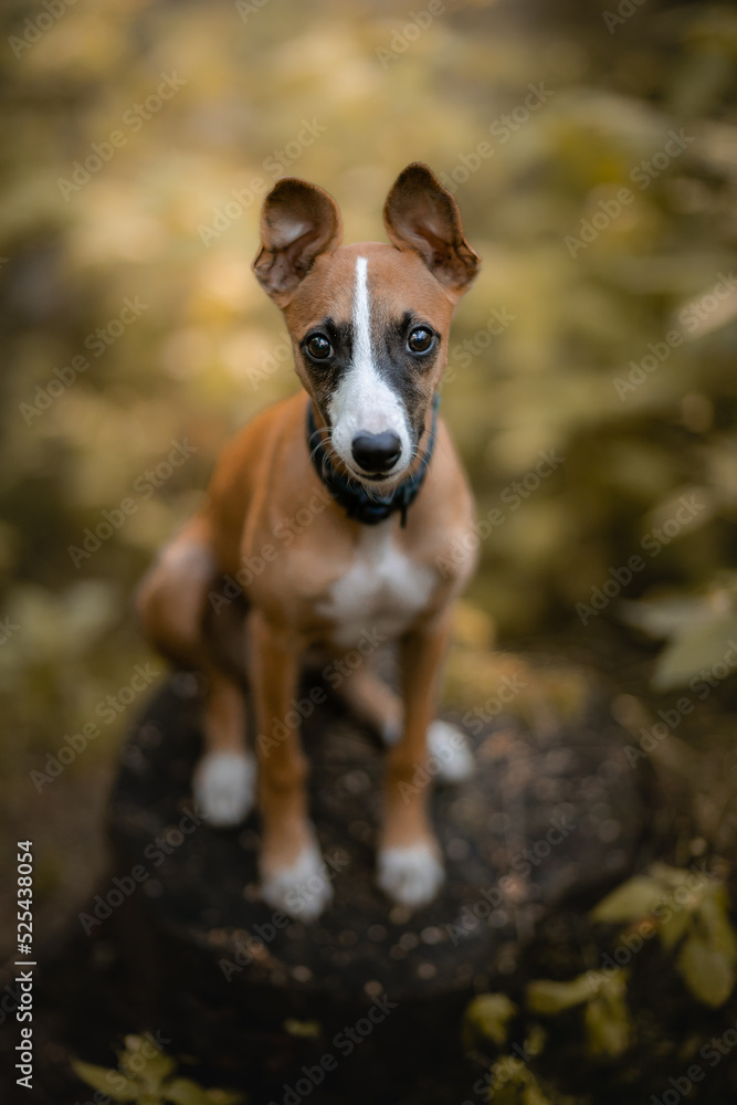 Szczeniak whippet o jasnym umaszczeniu Szczeniak whippet o jasnym umaszczeniu