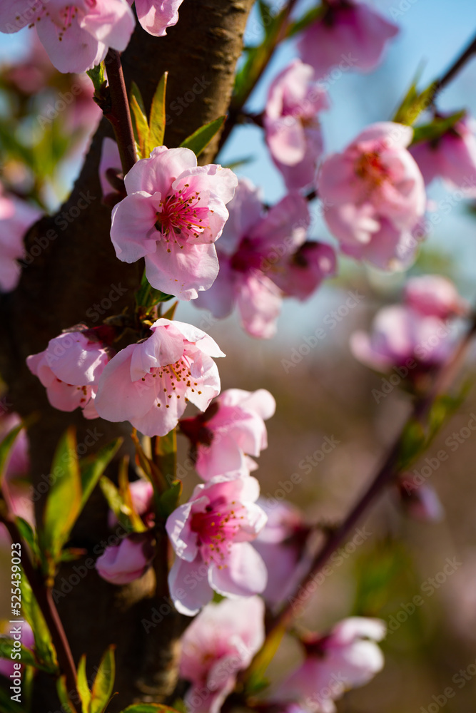 Obraz premium Closeup of flowers on peach tree branch in spring time