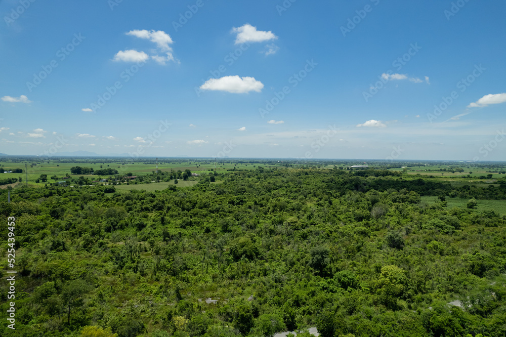 landscape, big tree in the forest landscape, big tree in the forest