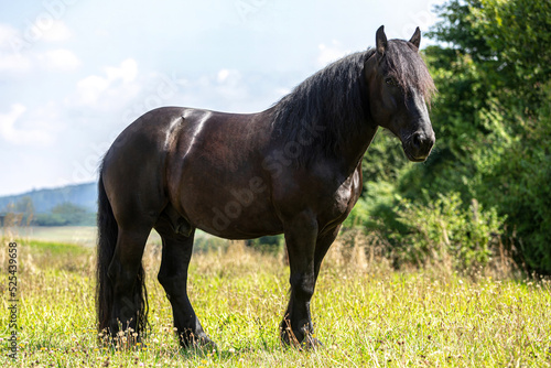 Portrait of a black percheron draught horse gelding standing on a wildflower meadow in summer outdoors