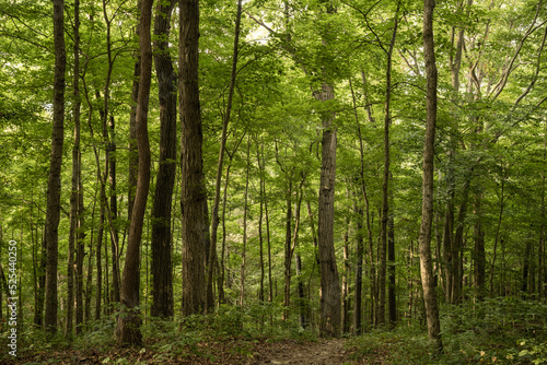 Forest Drops Off Hillside In Mammoth Cave