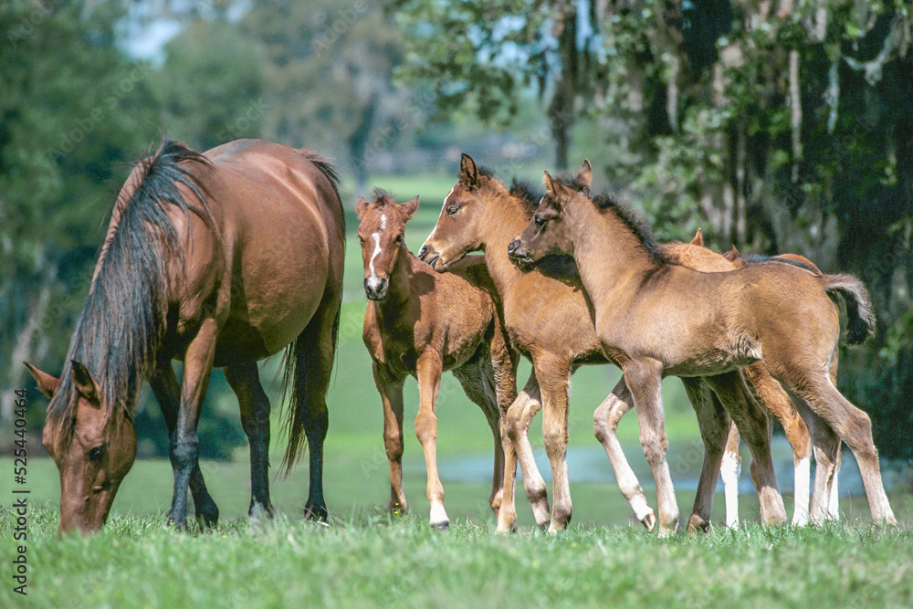 Group of foals Arabian horse socializing.near grazing mare Group of foals Arabian horse socializing.near grazing mare