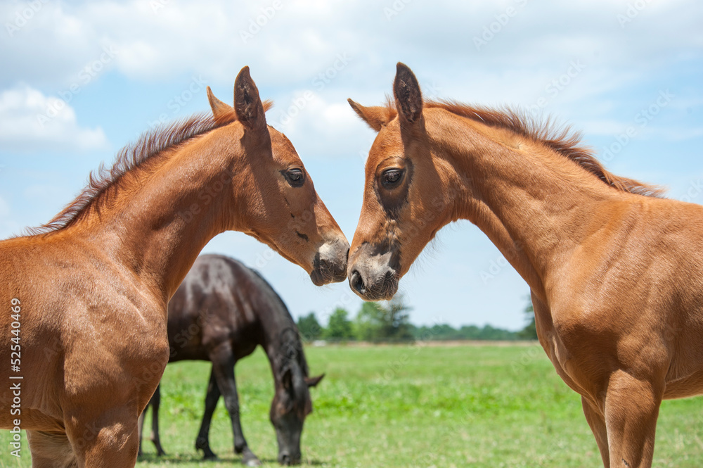 Hanovarian horse foals greet each other
Hanovarian horse foals greet each other