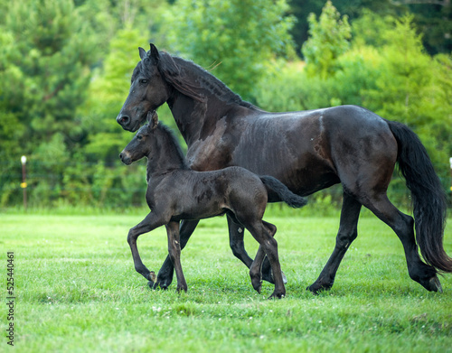 Friesian horse mare and foal