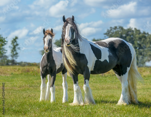 Gypsy Vanner Horse mare and foal standing in field