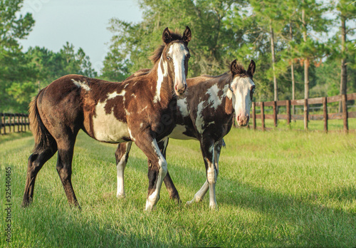 American Paint Quarter Horse weanling fillies