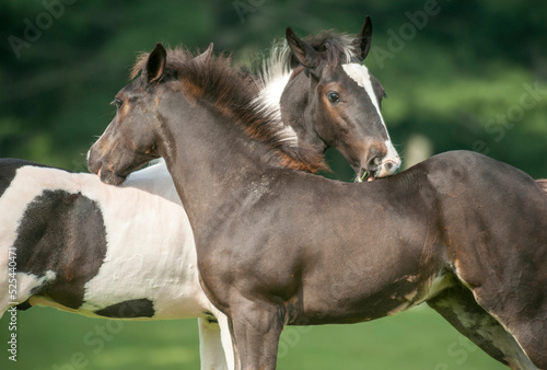 Gypsy Vanner Horse foals groom and socialize  in pasture © Mark J. Barrett