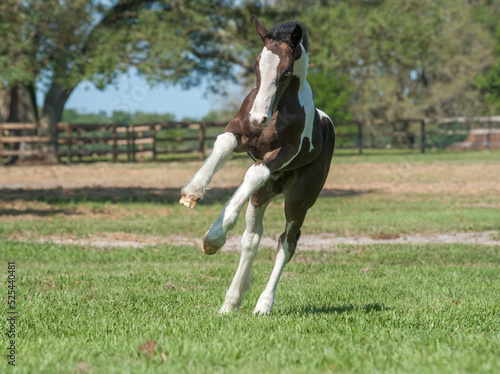 Playful Gypsy Vanner Horse foal in paddock