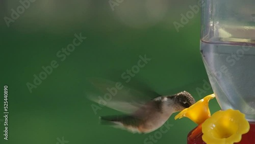 slow-motion of ruby-throated hummingbird at feeder