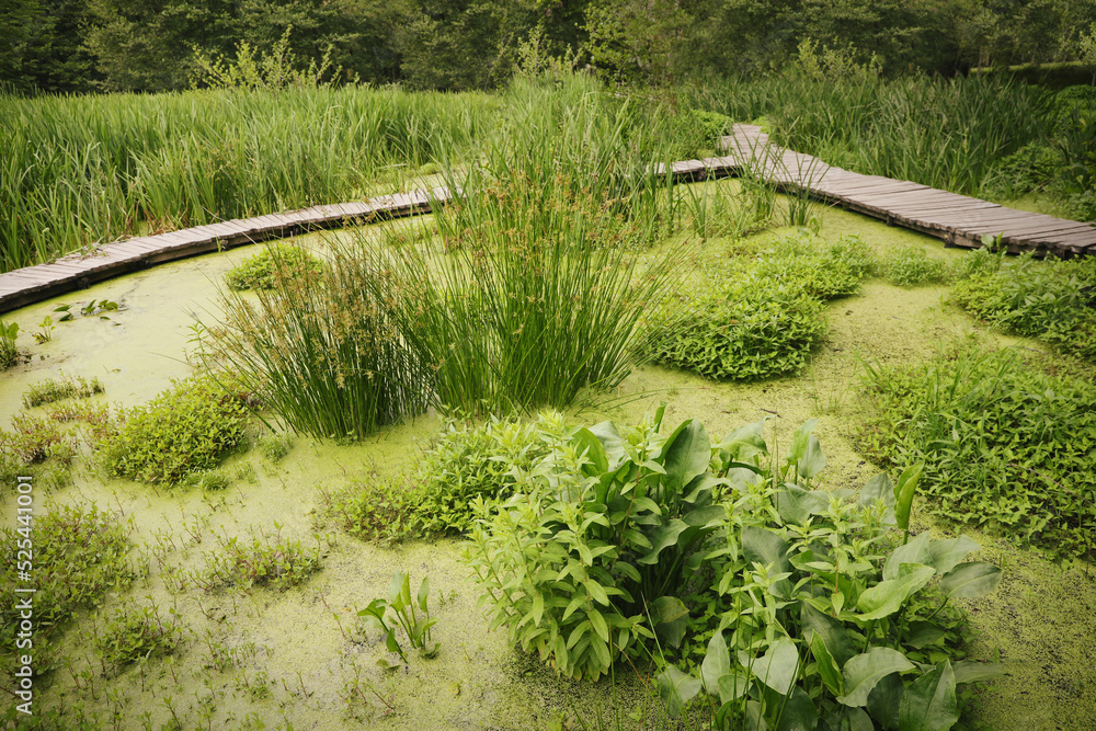 Beautiful view green swamp with different wild plants Beautiful view green swamp with different wild plants