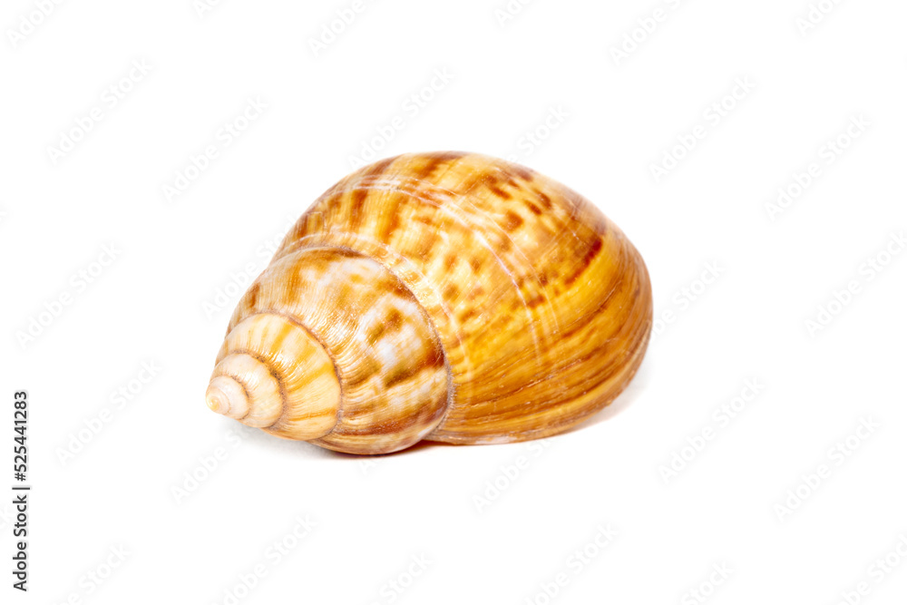 Image of brown pattern conch shell on a white background. Undersea Animals. Sea shells. Image of brown pattern conch shell on a white background. Undersea Animals. Sea shells.