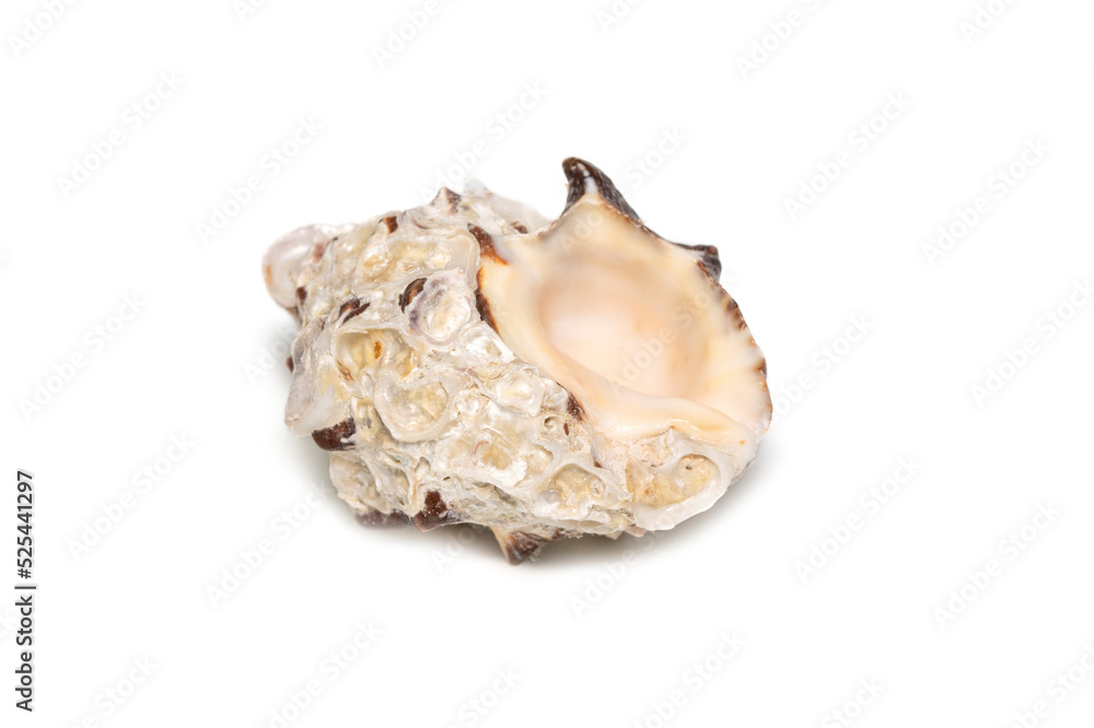 Image of reishia bitubercularis seashells on a white background. Undersea Animals. Sea Shells. Image of reishia bitubercularis seashells on a white background. Undersea Animals. Sea Shells.