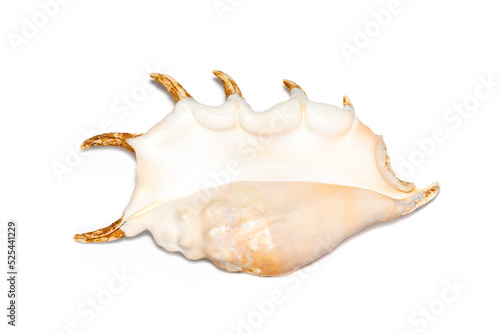 Image of spider conch seashell (Lambis truncata) on a white background. Sea shells. Undersea Animals.