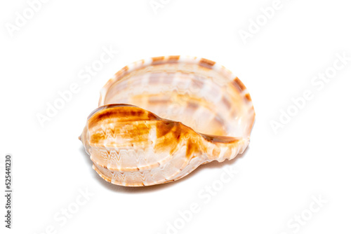 Image of harpaconoidalis conch seashell on a white background. Sea shells. Undersea Animals.
