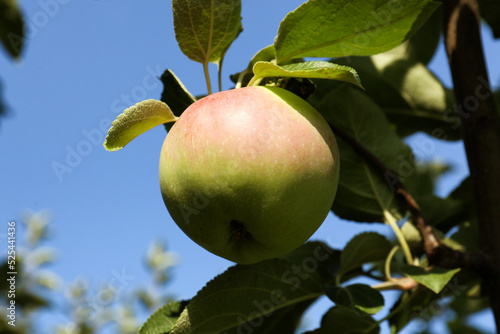 Fresh and ripe apple on tree branch, closeup