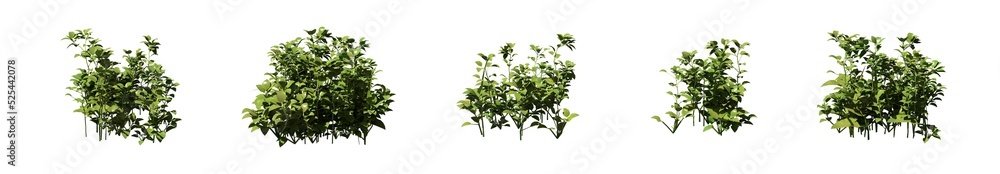 Set of grass bushes isolated on white. Chickweed. Stellaria media. 3D illustration Set of grass bushes isolated on white. Chickweed. Stellaria media. 3D illustration