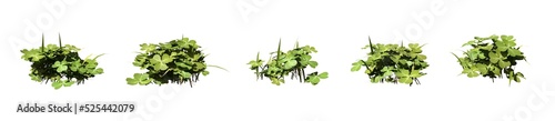 Set of grass bushes isolated on white. Clover. Trifolium. 3D illustration