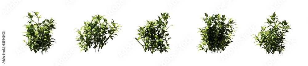 Set of grass bushes isolated on white. Stinging nettle. Urtica dioica. 3D illustration