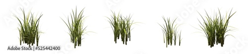Valokuva Set of grass bushes isolated on white