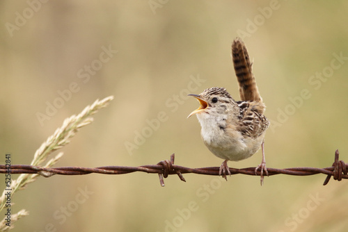Little brown bird © RmuloNahuel