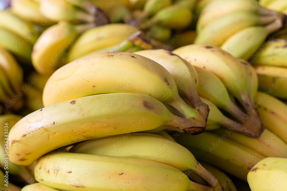 A bunch of whole ripe yellow bananas was stacked on a farmer's market table. The sweet, soft tropical fruit, musa, is a healthy harvest.  The edible curvy bananas have thick vibrant yellow skin. 