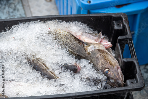 Photography Large fresh raw codfish are caught and stored in plastic boxes for transportation to fish markets for processing