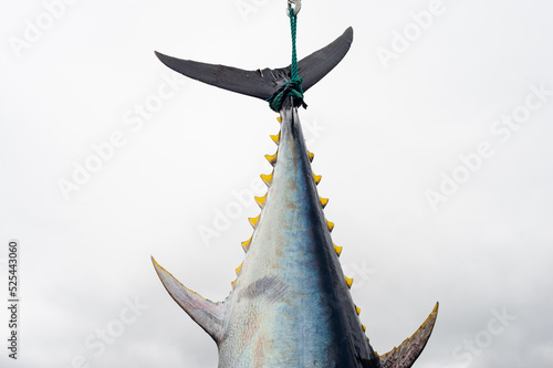 A large Atlantic bluefin tuna, common tunny, hangs in a fish market by its tail. The raw fish has a colorful silver grey shiny skin, bright yellow finlets, and a wide tail with dark blue skin.  photo