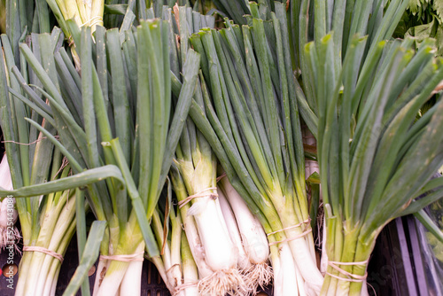 Bunches of raw green onions, scallion with small blue elastic bands tied around the plant stem. The long green tubular stalks and stems are green color with a white bulb at the root of the vegetable. 