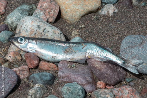 A single cold water fish, capelin, lays on a wet rocky beach. The little fish has a shiny grey and metallic colored body. The eyes are dark in color. The fish has beached for spawning in the summer.  