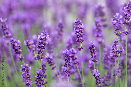 A field of tiny purple lavender flowers blooming in summer with an aromatic fragrance. The intense violet colored flower blooms are on thin green stems. There s a pale blue sky in the background. 