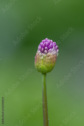 A closeup of vibrant purple allium giganteum on a green stem. The round ball bud is breaking open from its pod, exposing a violet bloom's start. There are other buds in the green foliage background