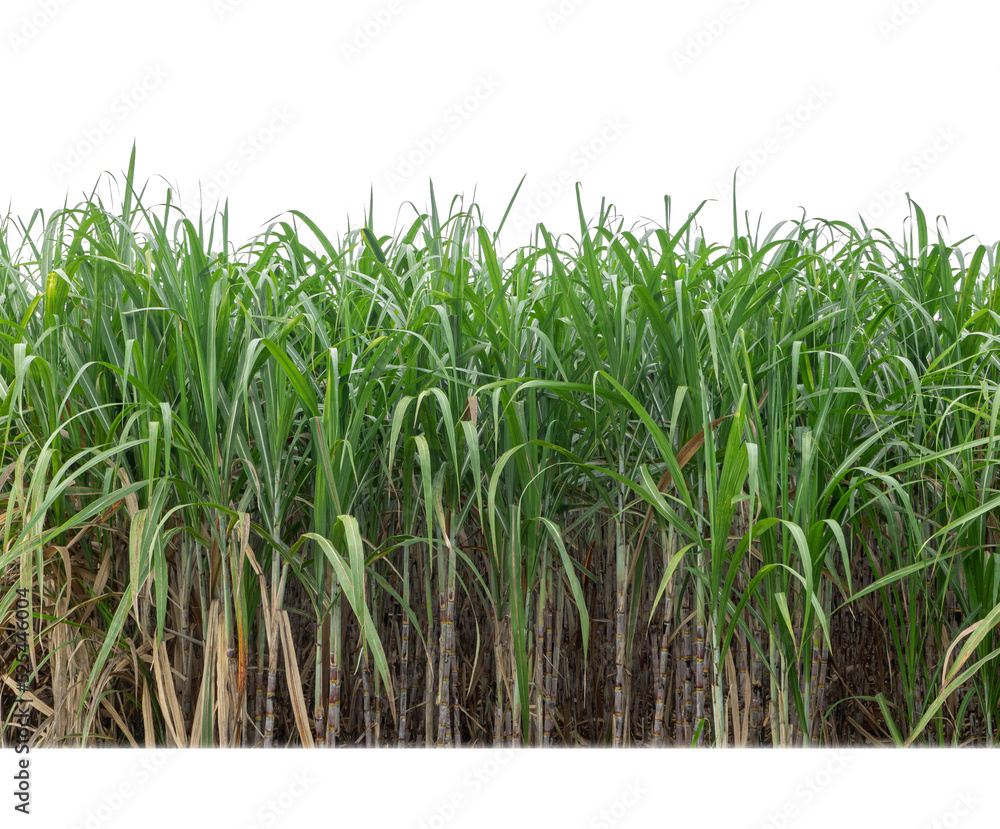 Sugar cane isolated on white background and cliping path Sugar cane isolated on white background and cliping path