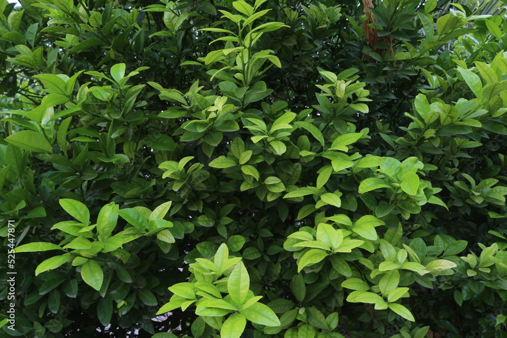 Obraz premium Fresh Leaves Photo For Background and Other Purposes
