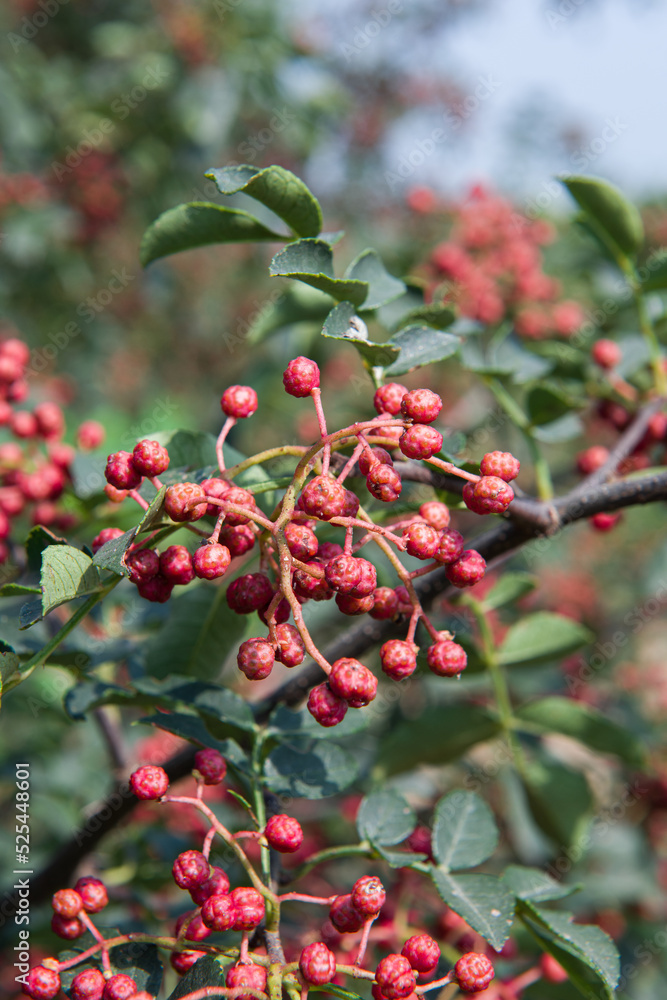 Red Sichuan pepper berries on the tree outdoor.Sichuan pepper is a spice in Chinese cuisine