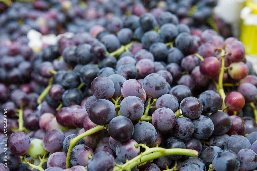 close up of harvesting grapes: Ripe grapes inside a bucket close up of harvesting grapes: Ripe grapes inside a bucket