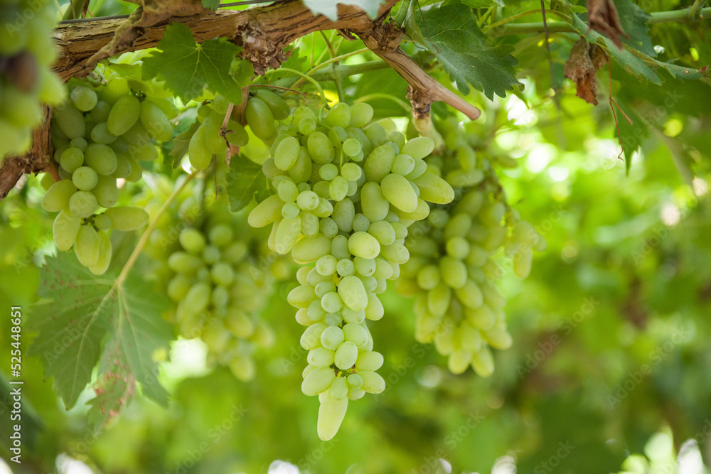 bunch of grapes in the vineyard ready for harvest. Vine green grape fruit plants outdoors,
