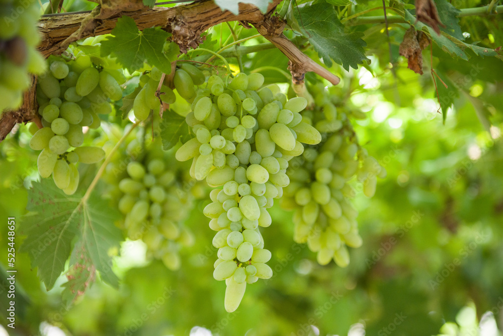 bunch of grapes in the vineyard ready for harvest. Vine green grape fruit plants outdoors, bunch of grapes in the vineyard ready for harvest. Vine green grape fruit plants outdoors,